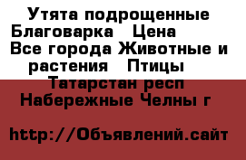 Утята подрощенные Благоварка › Цена ­ 100 - Все города Животные и растения » Птицы   . Татарстан респ.,Набережные Челны г.